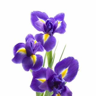 Profile Picture of Iris Horvath (@iris.horvath.1865) on Facebook