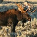 Profile Picture of Gregory Fuentes (@moosecraft10) on Instagram