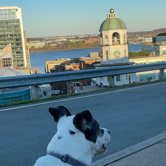 Profile Picture of Mark Mcfarland (@jmarkmcfarland) on Poshmark