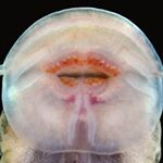 Profile Picture of Nathan K. Lujan, PhD (@potamophile) on Instagram