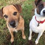 Profile Picture of Suzanne Hallworth-Manley (@ridstan) on Instagram