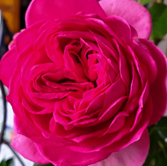 Profile Picture of Chris Pettit (@hrvatska2015) on Poshmark