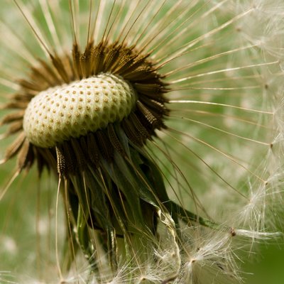 Profile Picture of Jesse Cottingham (@JesseCottingham) on Twitter