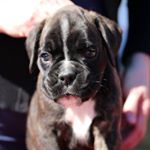 Profile Picture of Anki Thomas Broström (@11fina) on Instagram