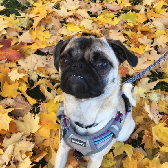 Profile Picture of Ryo Byczek (@ryobyczek) on Poshmark