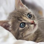 Profile Picture of Carol Taylor | Follow Back (@caroltaylor232) on Instagram