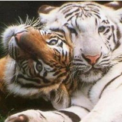 Profile Picture of Fay Ospina (@fay_max) on Twitter