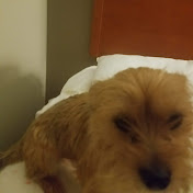 Profile Picture of David Dunigan (@daviddunigan7587) on Youtube