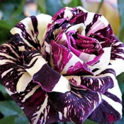 Profile Picture of Julia (@juliacampion22) on Twitter