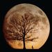 Profile Picture of Amr Hashim (@amrhilal) on Pinterest