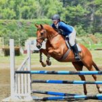 Profile Picture of Tammy White (@t.w_equestrian_services) on Instagram