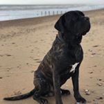 Profile Picture of Arnold Mitchell (@arnoldthegiantsoppydog) on Instagram