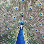 Profile Picture of John McIntyre II (@Hawk Eye The Nooo.......) on Flickr