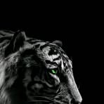 Profile Picture of Mark Winning (@Mark-Winning) on Facebook