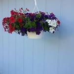 Profile Picture of Fran Holder (@holder_fran) on Instagram