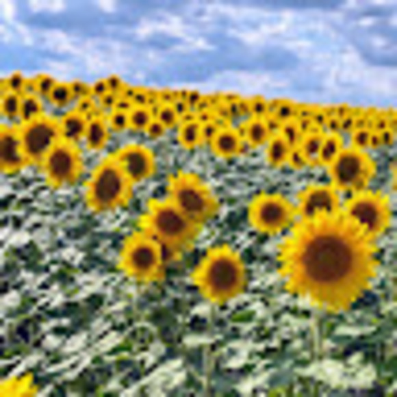 Profile Picture of Megan Mednick (@megncariad) on Poshmark