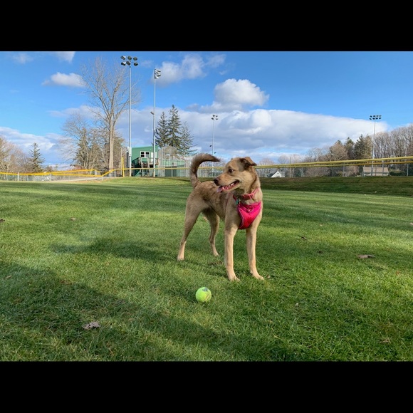 Profile Picture of Rachel Mockalis (@rachellucy996) on Poshmark