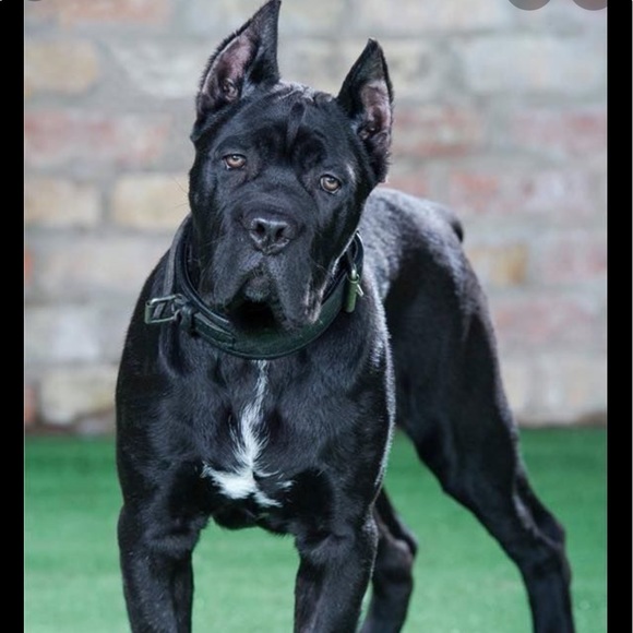 Profile Picture of Doug Willett (@willettdoug) on Poshmark