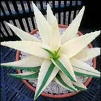 Profile Picture of Carla Cleghorn (@carla.cleghorn.374) on Facebook