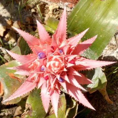 Laura Castrejon - Twitter Profile Picture of Laura Castrejon (@LauraCastrejo15) on Twitter