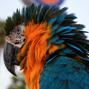 Profile Picture of Daniel Orlow (@danielorlow8826) on Youtube