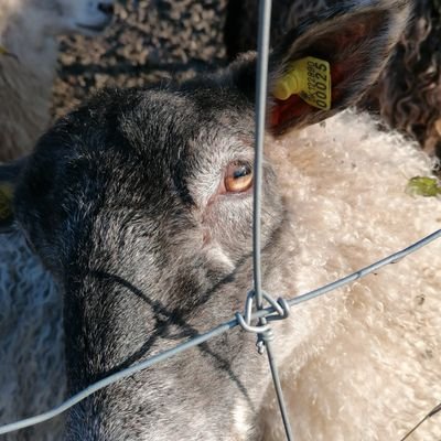 Profile Picture of Benjamin Nissen (@benjamin_nissen) on Twitter