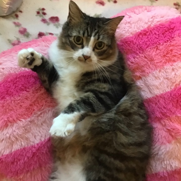 Profile Picture of Aviana Morroni (@chingwow110) on Poshmark