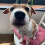 Profile Picture of Louis (@louisjackrussell) on Instagram
