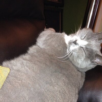 Profile Picture of Laurie Irving (@drgnfly1311) on Twitter