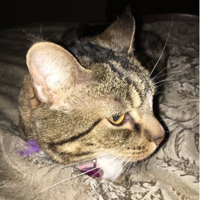 Profile Picture of Robert Ligon (@RobertLigon3) on Twitter