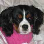 Profile Picture of Shelly Werner (@swerner06) on Instagram