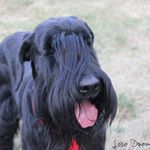 Profile Picture of James Medvedev (@giantdablis) on Instagram