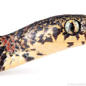 Profile Picture of Phoebe Ward (@phoebeward5715) on Youtube