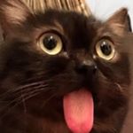 Profile Picture of Nicholas Markous (@bad_vib3s._.l) on Instagram