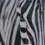 Tom Wombat Perrott - Instagram Profile Picture of Tom Wombat Perrott (@snappywombat) on Instagram