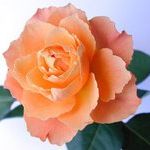 Profile Picture of Rosa Jacoway (@rosajaco) on Pinterest