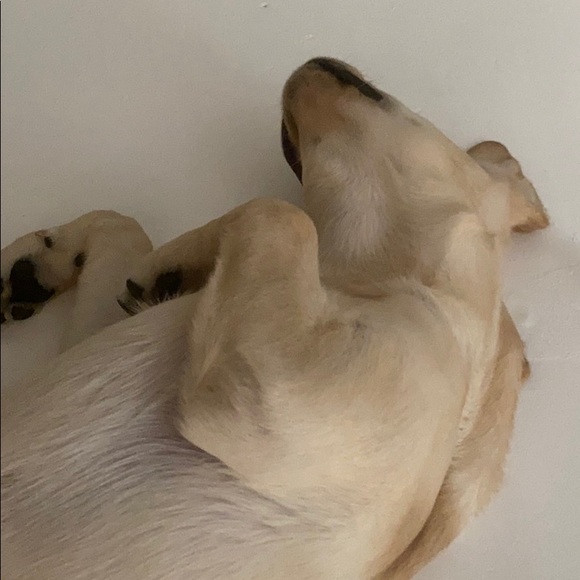 Profile Picture of Rudy Levy (@doggy2020) on Poshmark