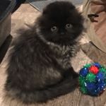 Profile Picture of Miyagi Scottish Folds (@miyagiscottishfolds) on Instagram