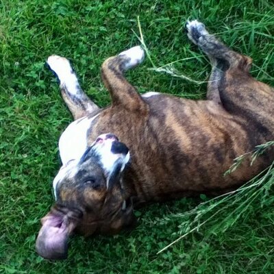 Profile Picture of Charles Crane (@CraneCcrane810) on Twitter