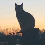 Profile Picture of Zach Crossnine (@zacharycrossnine) on Instagram