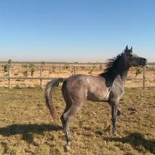 Profile Picture of Dr.Ahmed Zein (@ahmedzein6666) on Twitter