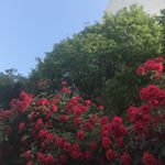 Profile Picture of Kara Chung (@chungkara) on Instagram