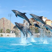 Profile Picture of Marko Pavlovic (@pavlovicmarko85) on Youtube