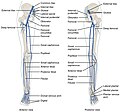 Profile Picture of Popliteal veinon Wikipedia