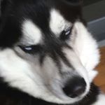 Profile Picture of Josh Kaleb Rosenbloom (@josh_kale_brosenbloom) on Instagram