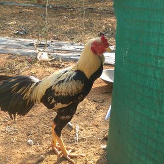 Profile Picture of Raghavendra Raju (@raghavendra.raju.1213) on Facebook