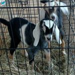 Profile Picture of Cathy Rutherford Pollard (@cathy.r.pollard) on Instagram