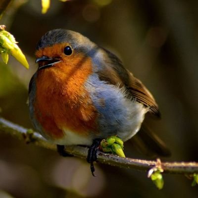 Profile Picture of Susan Chadwick (@suechadwick68) on Twitter