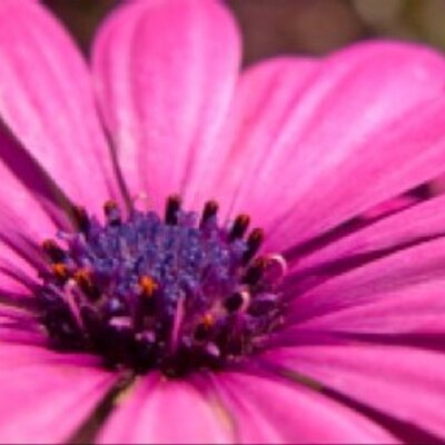 Profile Picture of Janet Visser (@jvi59) on Twitter