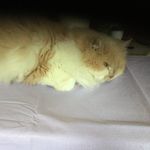 Profile Picture of Paul Baert (@baertpaul) on Instagram